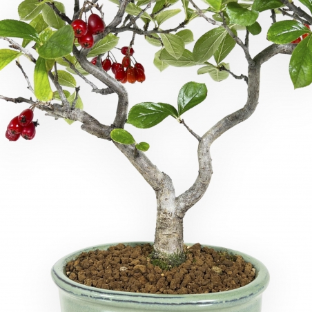 Pourthiaea villosa laevis - 34 cm