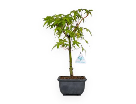 Acer palmatum Yamamomiji - Érable - 31 cm