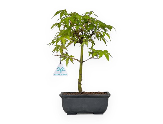 Acer palmatum Yamamomiji - Maple - 31 cm