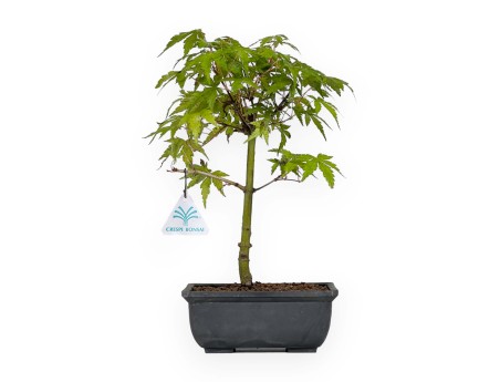 Acer palmatum Yamamomiji - Maple - 31 cm