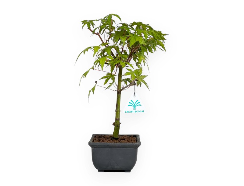 Acer palmatum Yamamomiji - Maple - 31 cm
