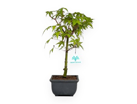Acer palmatum Yamamomiji - Érable - 31 cm