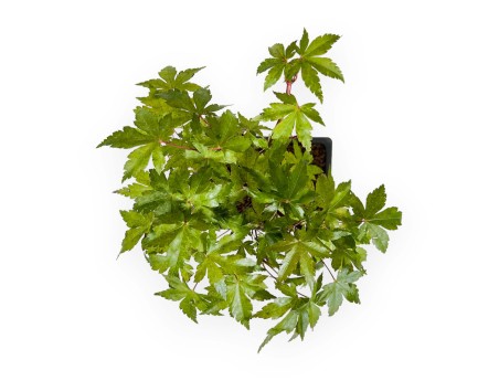 Acer palmatum Yamamomiji - Érable - 31 cm