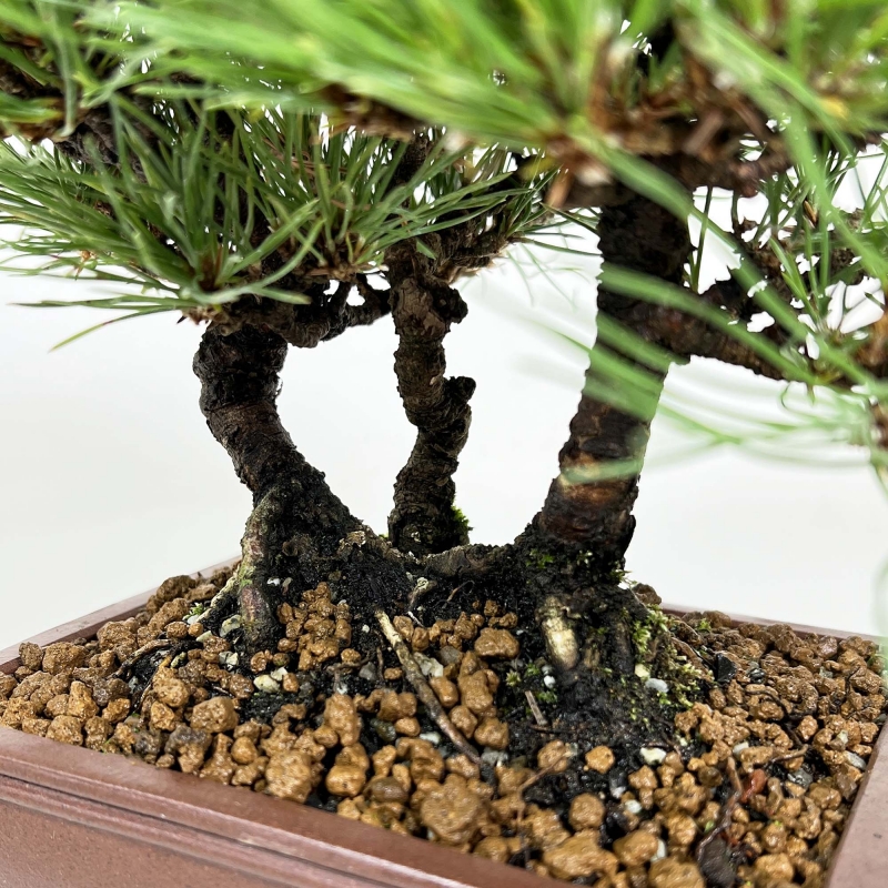Pinus thunbergii - Pin noir - 27 cm
