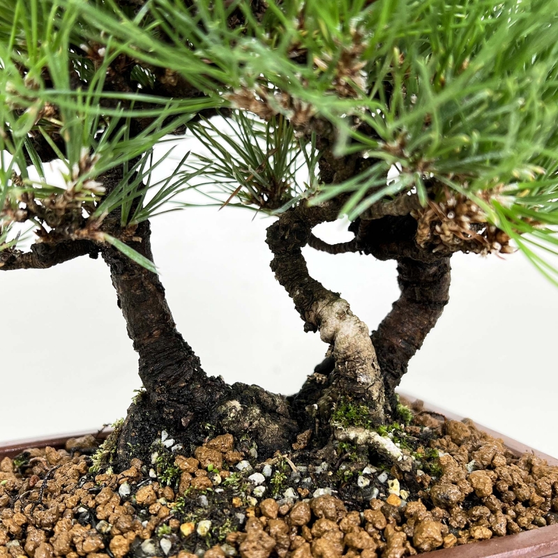 Pinus thunbergii - Pin noir - 27 cm