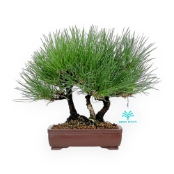 Pinus thunbergii - Pin noir - 27 cm