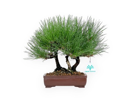 Pinus thunbergii - Black pine - 27 cm