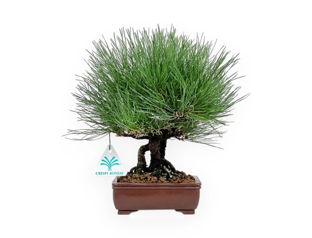 Pinus thunbergii - Pin noir - 27 cm 2