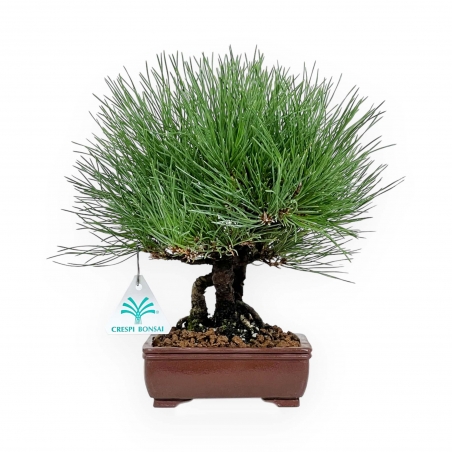 Pinus thunbergii - Pin noir - 27 cm