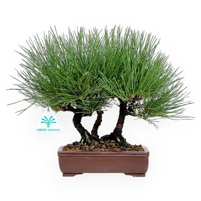 Pinus thunbergii - Black pine - 27 cm