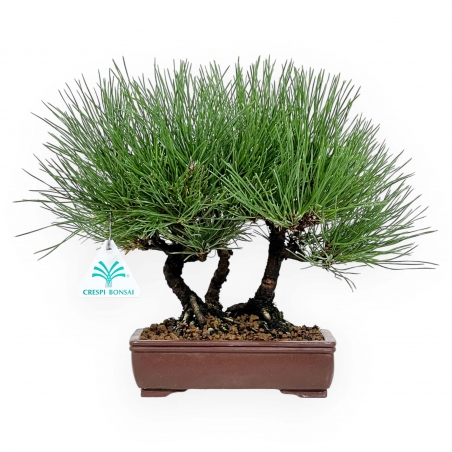 Pinus thunbergii - Pin noir - 27 cm