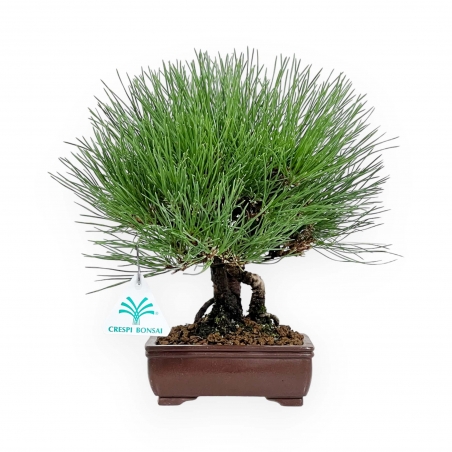 Pinus thunbergii - Pino nero - 27 cm