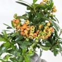 Pyracantha angustifolia - 31 cm