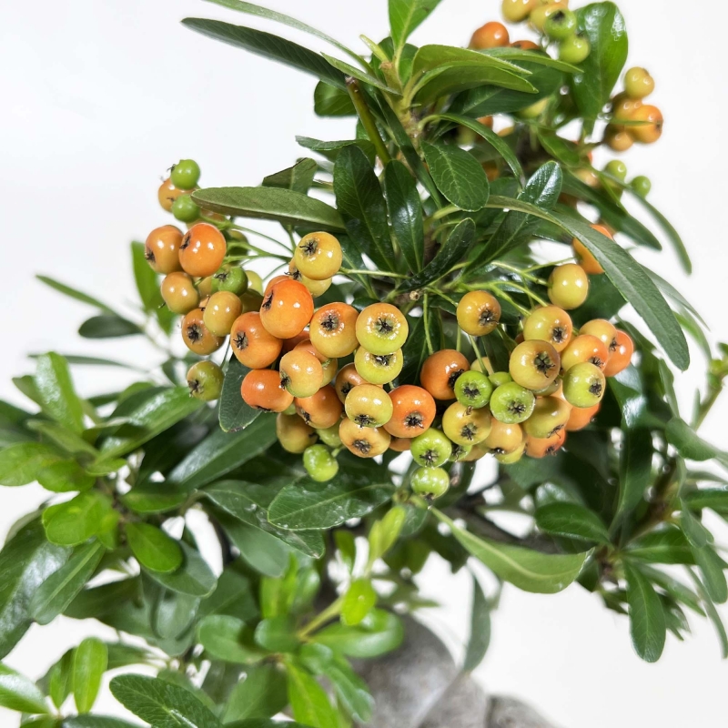 Pyracantha angustifolia - 31 cm