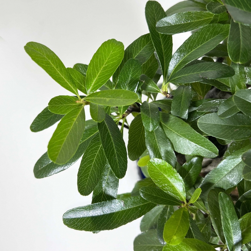 Pyracantha angustifolia - 31 cm