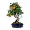 Pyracantha angustifolia - 31 cm