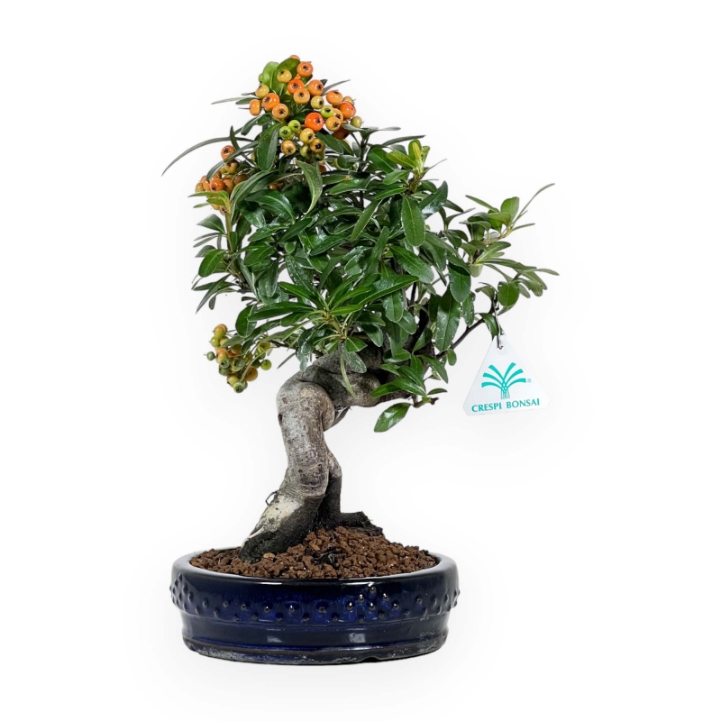 Pyracantha angustifolia - 31 cm