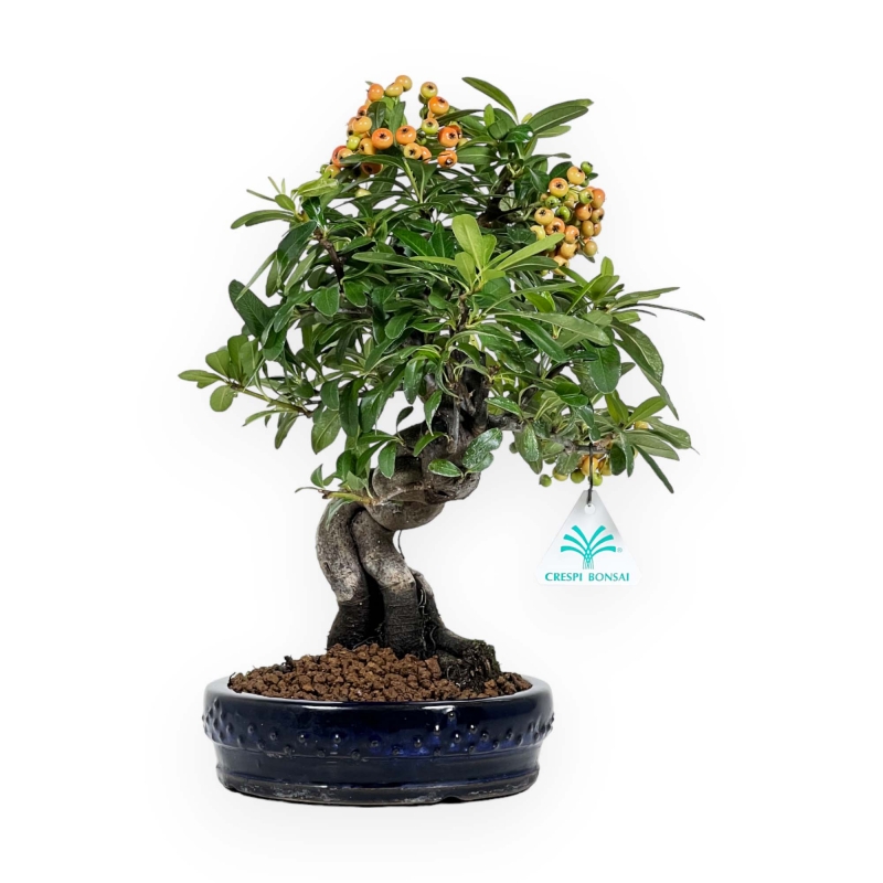 Pyracantha angustifolia - 31 cm