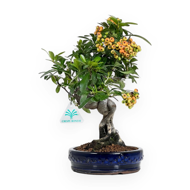 Pyracantha angustifolia - 31 cm