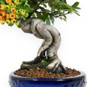 Pyracantha angustifolia - 31 cm