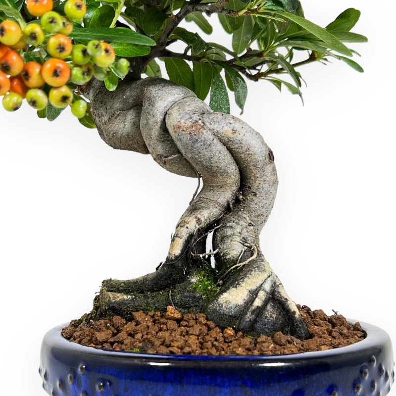 Pyracantha angustifolia - 31 cm