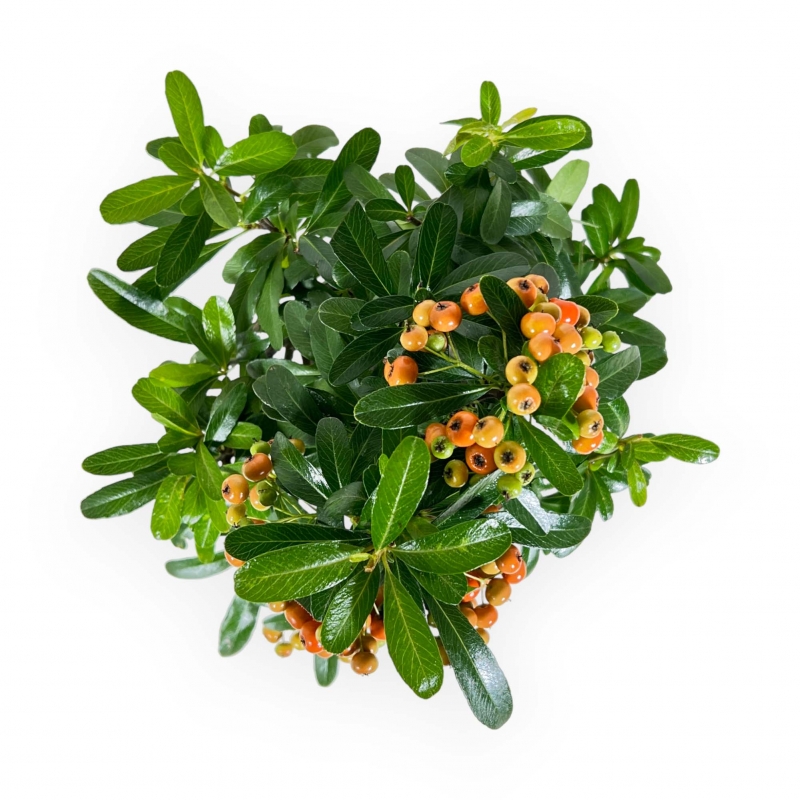 Pyracantha angustifolia - 31 cm