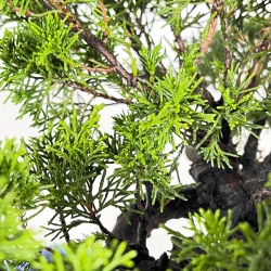 Juniperus Chinensis Itogawa - Juniper - 30 cm