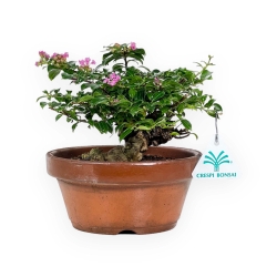 Lagerstroemia indica - Crape Myrtle - 18 cm