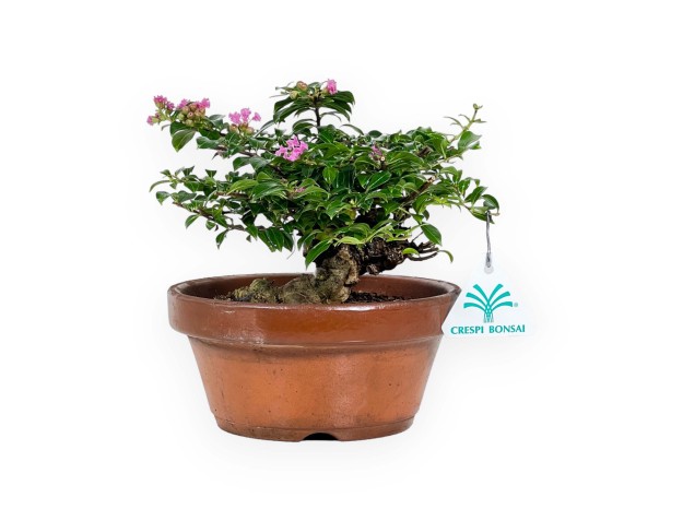 Lagerstroemia indica - Myrte de Crêpe - 18 cm