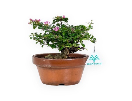 Lagerstroemia indica - Crespón de mirto - 18 cm