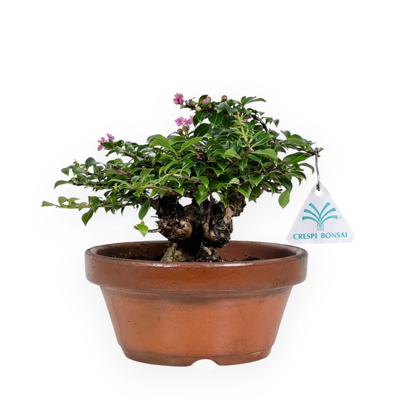 Lagerstroemia indica - Crape Myrtle - 18 cm