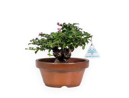 Lagerstroemia indica - Rouwband mirte - 18 cm
