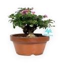 Lagerstroemia indica - Crape Myrtle - 18 cm