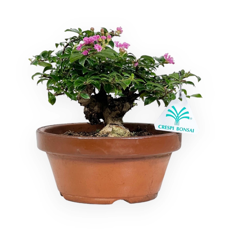 Lagerstroemia indica - Crape Myrtle - 18 cm