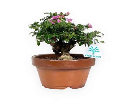Lagerstroemia indica - Kreppmyrte - 18 cm