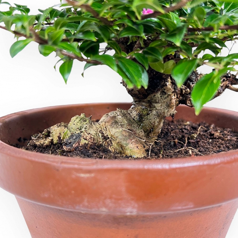 Lagerstroemia indica - Crape Myrtle - 18 cm