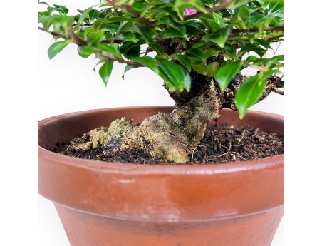 Lagerstroemia indica - Crape Myrtle - 18 cm