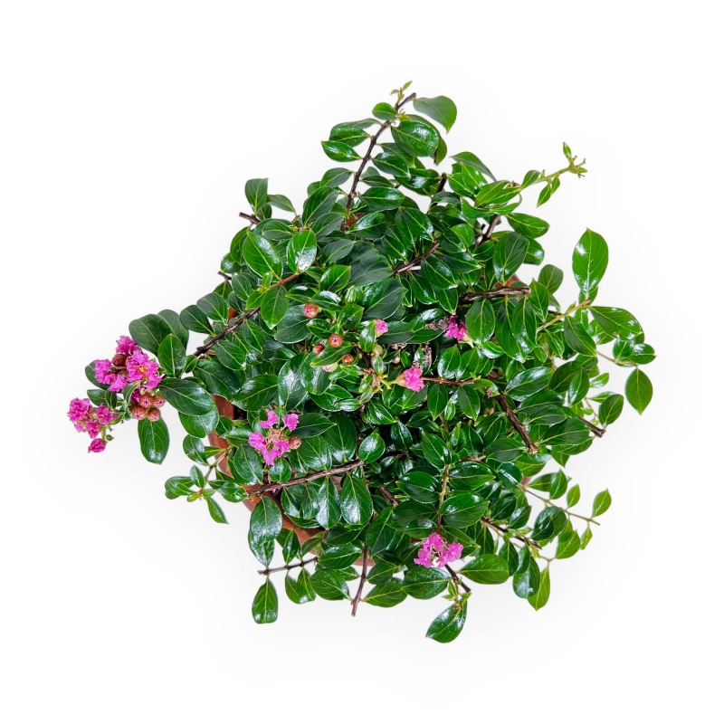 Lagerstroemia indica - Crape Myrtle - 18 cm