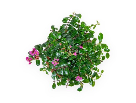 Lagerstroemia indica - Rouwband mirte - 18 cm