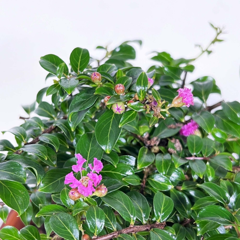 Lagerstroemia indica - Crape Myrtle - 18 cm