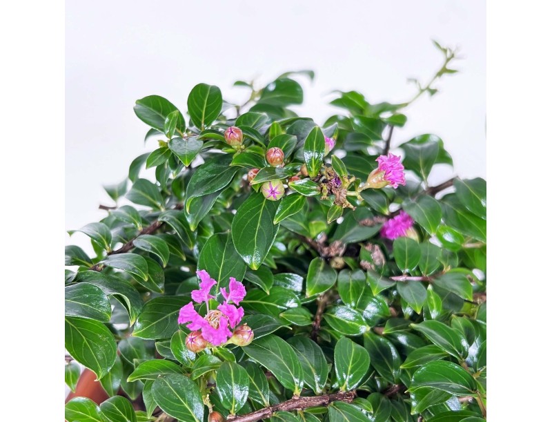 Lagerstroemia indica - Mirto crespo - 18 cm