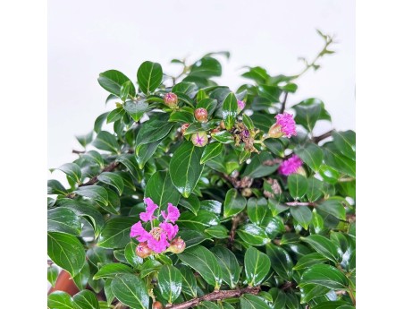 Lagerstroemia indica - Mirto crespo - 18 cm