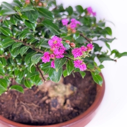 Lagerstroemia indica - Crape Myrtle - 18 cm