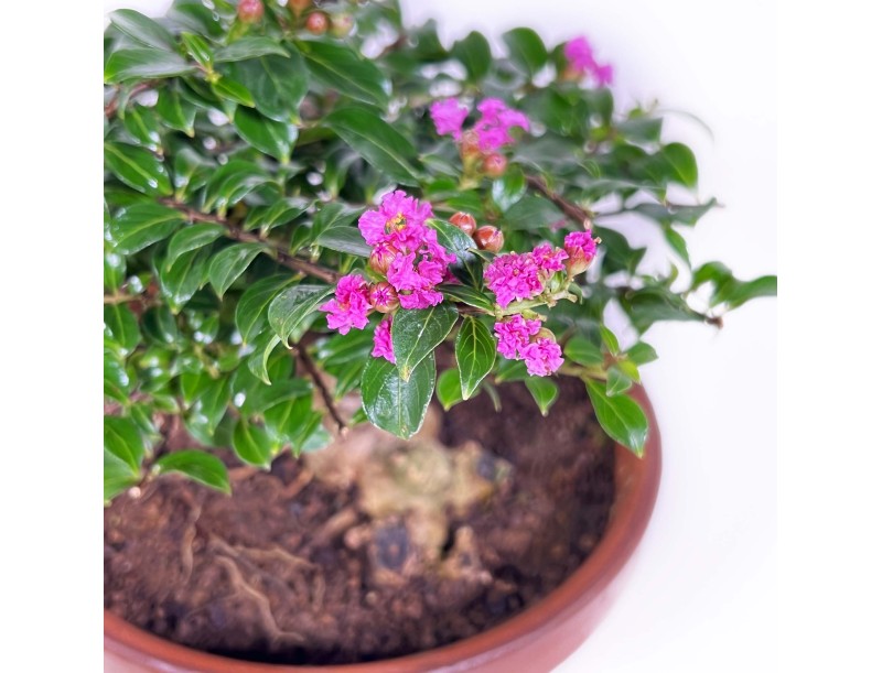 Lagerstroemia indica - Mirto crespo - 18 cm