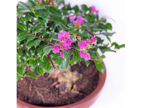 Lagerstroemia indica - Myrte de Crêpe - 18 cm