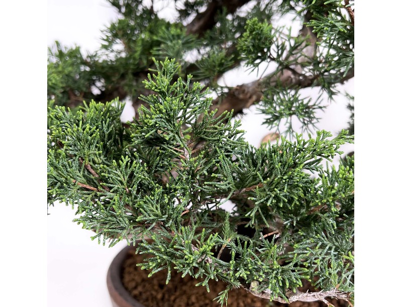 Juniperus Chinensis Itogawa - Genévrier du Chine - 46 cm