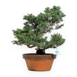 Juniperus Chinensis Itogawa - Ginepro - 46 cm
