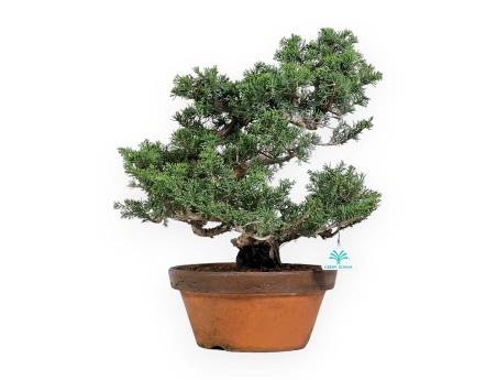 Juniperus Chinensis Itogawa - Juniper - 46 cm