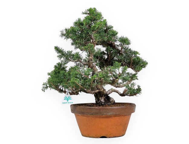 Juniperus Chinensis Itogawa - Genévrier du Chine - 46 cm 2