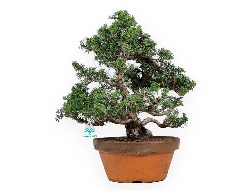 Juniperus Chinensis Itogawa - Wacholder - 46 cm